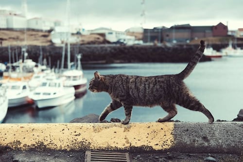 Una historia de michis: Llevan 5 gatos a isla remota por plaga de ratones y 77 años después hay riesgo de extinción de especies