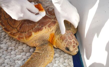 Tortuga es liberada tras un año de rehabilitación