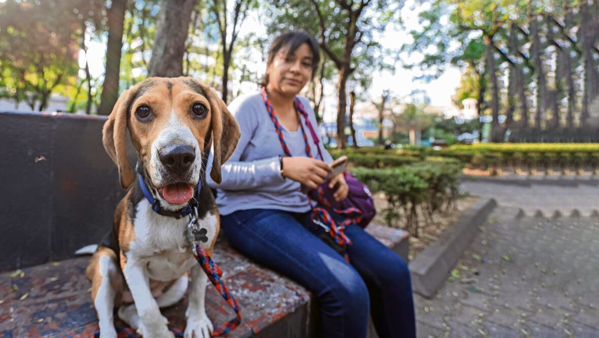 Los baños de perros están entre las principales fuentes de ingresos de clínicas veterinarias y estéticas caninas, servicios que se han paralizado en Benito Juárez. Foto: de Gabriel Pano. El Universal
