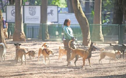 Proponen que paseadores de perros cuenten con licencia; garantizará cuidado y manejo de animales