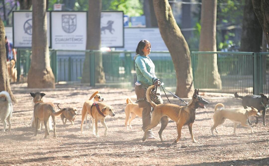 La propuesta del diputado Nazario Norberto contempla que los perros vayan siempre con correa y, de ser necesario, bozal, así como que los paseadores no puedan llevar más de ocho animales. Foto: Germán Espinosa/ EL UNIVERSAL.