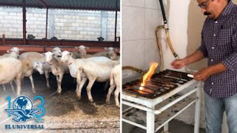 Explotan estiércol de borregas: generan gas para cocinar