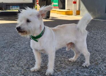 Envenenan a Gasolin, perrito “empleado” de gasolinera en BC