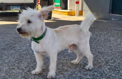 Envenenan a Gasolin, perrito “empleado” de gasolinera en BC