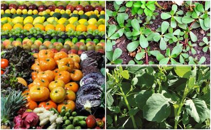 Desarrollan código de barras genético de especies mexicanas