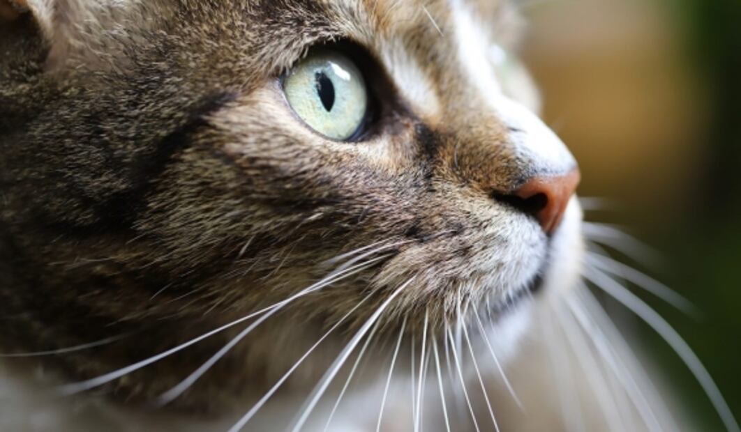 Día del Gato: ¿por qué los fans de los "michis" celebran tres veces al año?