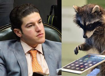 Los influencers son los mapaches de hoy