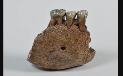 Revelan que fósiles atribuidos a humano ancestral eran de simio