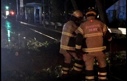 Lluvia deja 4 árboles caídos en distintos puntos de la CDMX