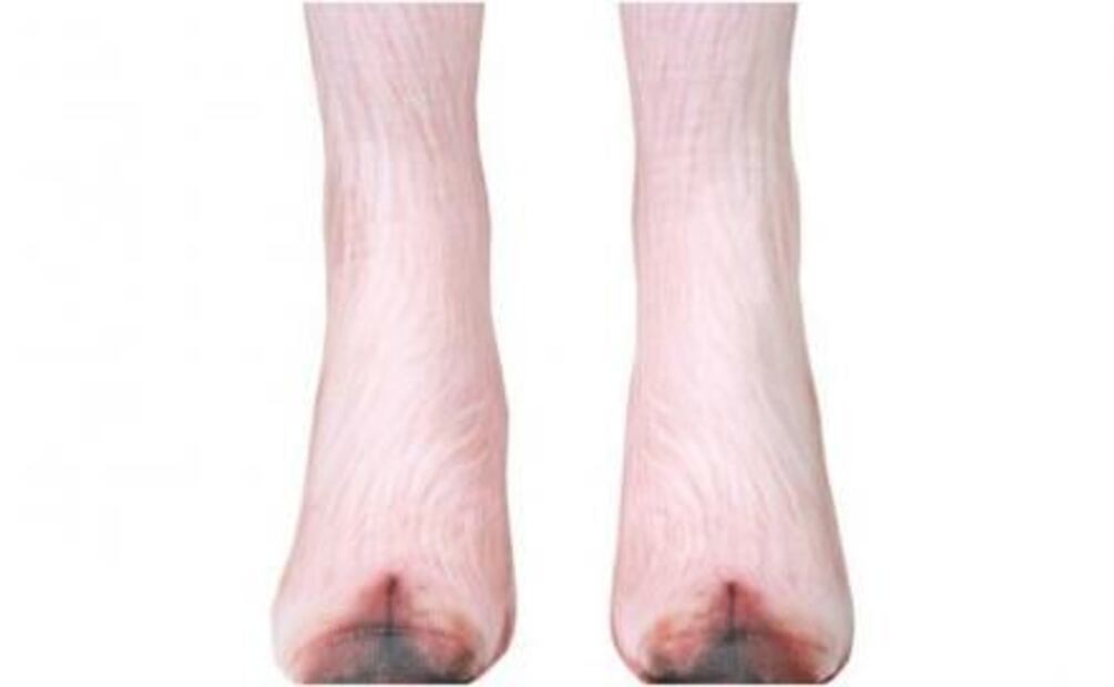 Esto es lo más viral en Internet: calcetines con forma de pata de animales