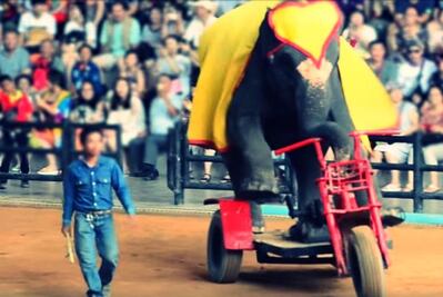 No más boletos para atracciones turísticas con animales silvestres