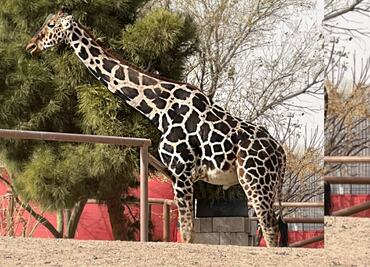 Jirafa Benito, un potencial semental para el rebaño en Africam Safari, considera director de parque