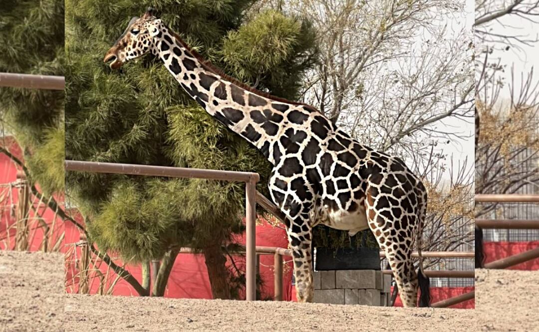 Jirafa Benito en zoológico de Chihuahua, antes de ser trasladada a Puebla. Foto: Archivo.