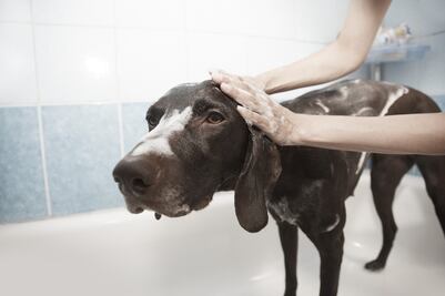Guía para bañar a tu perro en temporada de frío y evitar que se enferme