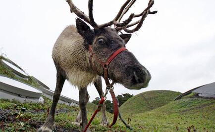 ¿De qué color serían los ojos de Rodolfo el reno?