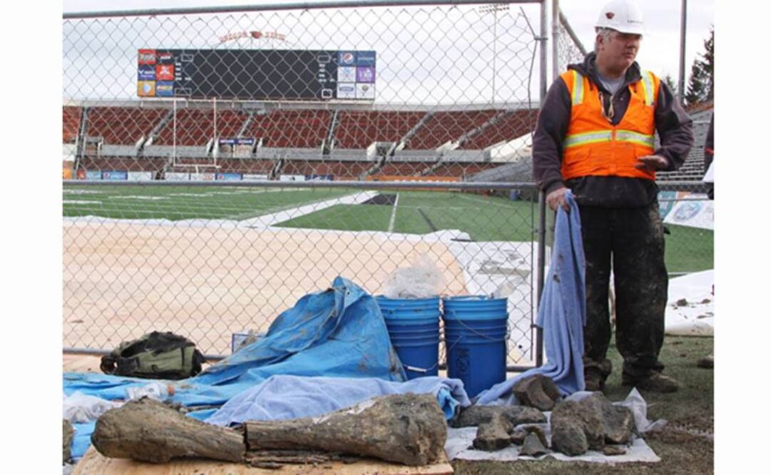 Huesos de mamut descubiertos en una instalación deportiva del establecimiento de enseñanza. Foto: Theresa Hogue/Oregon State University vía AP