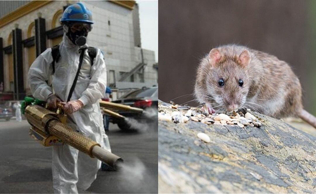 Peste bubónica mantiene en alerta a EU. Foto: Archivo / EL UNIVERSAL
