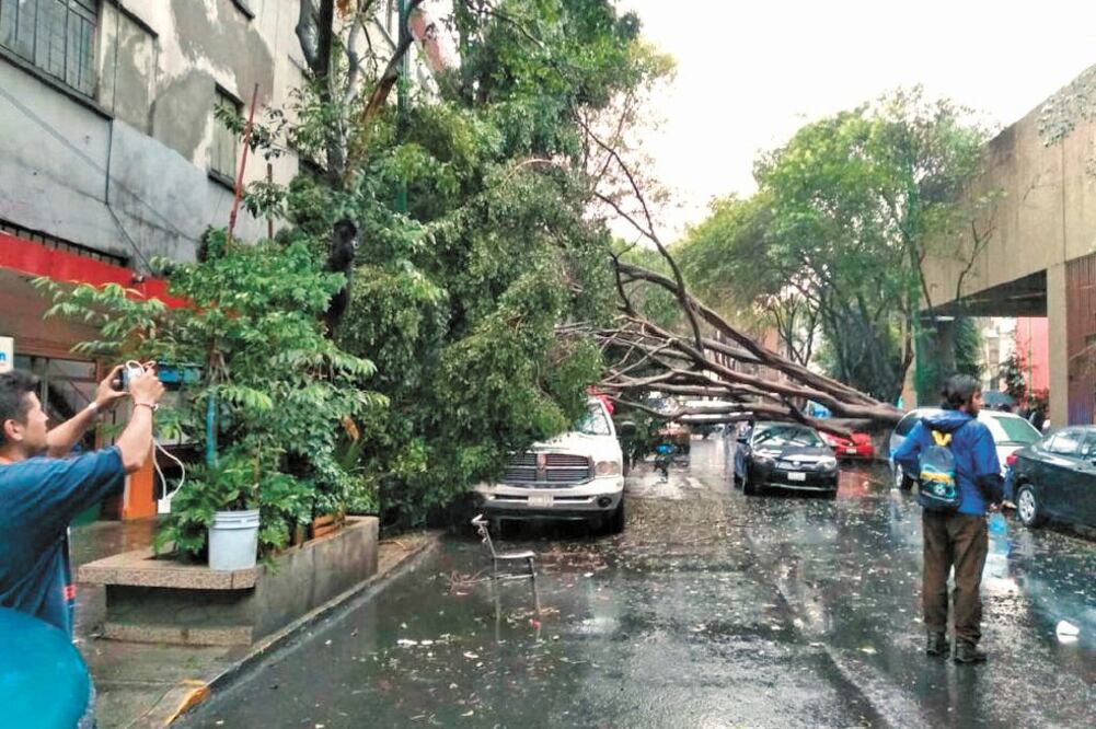 Uno de los árboles que cayeron ayer en la Ciudad de México, fue el que estaba ubicado en la calle Edison casi esquina con Lotería Nacional en la zona centro. Foto: ARELI NÚÑEZ. EL UNIVERSAL