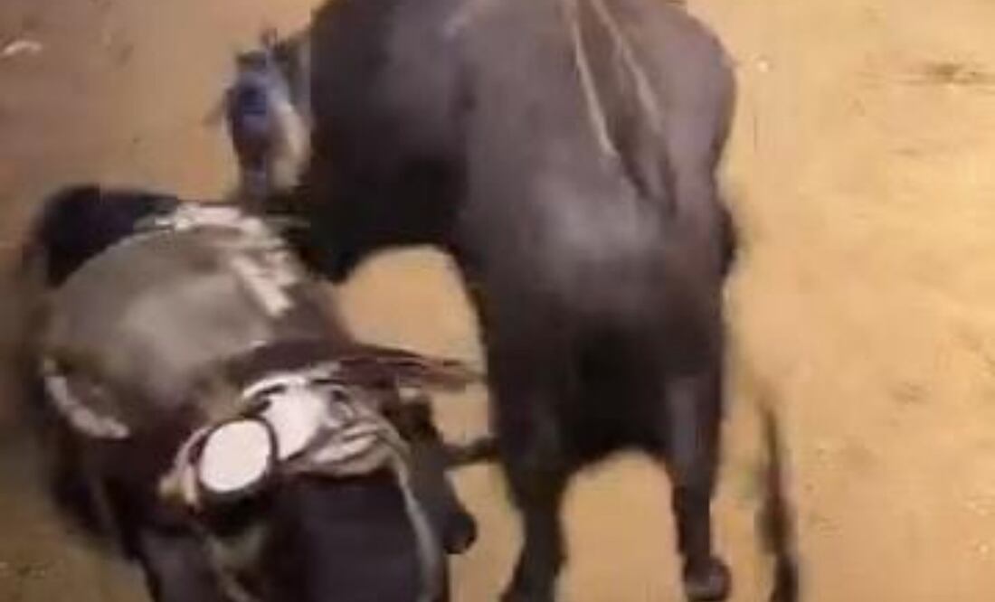 Toros matan a dos caballos y a un perro (30/09/2025). Foto: Especial