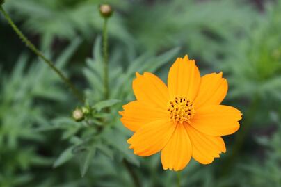 Conoce los usos del pericón en la cocina y sus beneficios a la salud