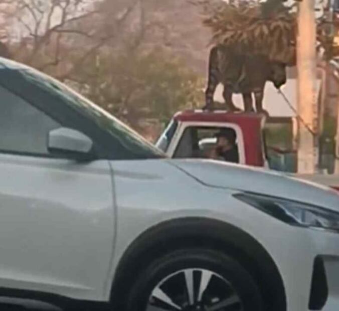 VIDEO: Pasean a tigre de bengala sobre una camioneta en Parácuaro, Michoacán
