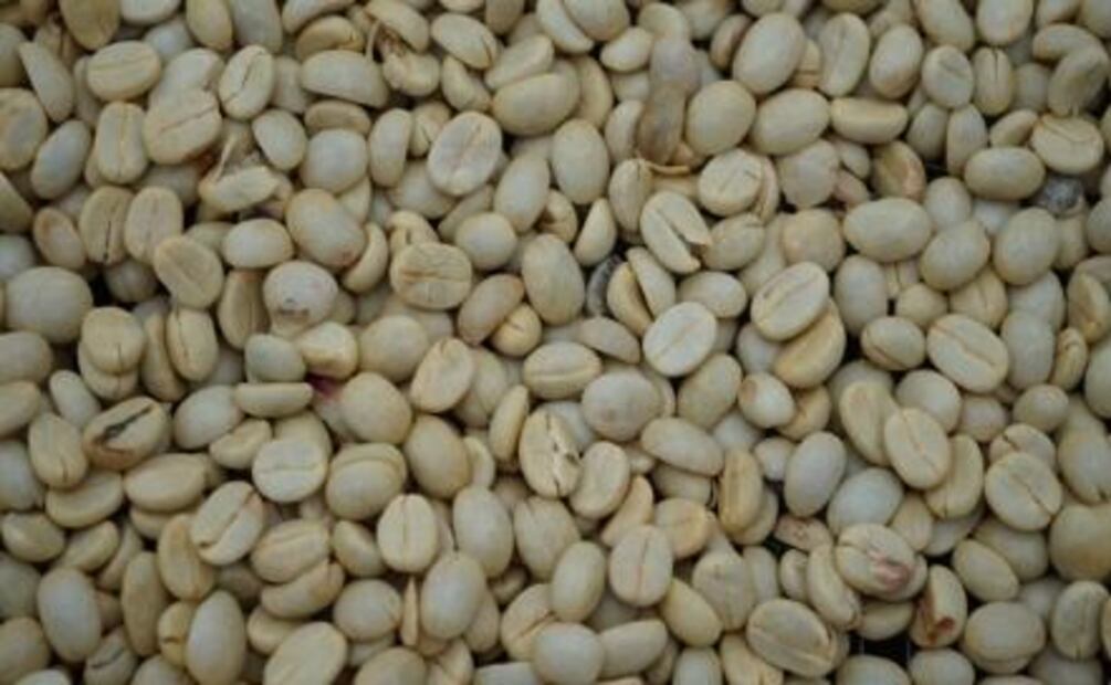 Hacienda Pacho Nuevo: café, ecología e historia