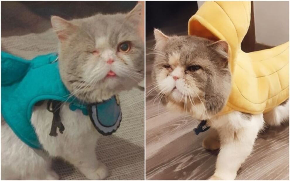 Un gathijo especial: ¿qué implica adoptar un animalito con alguna discapacidad?