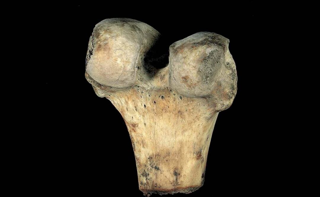 Procesos son los primeros en realizarse en territorio mexicano. Foto: Archivo