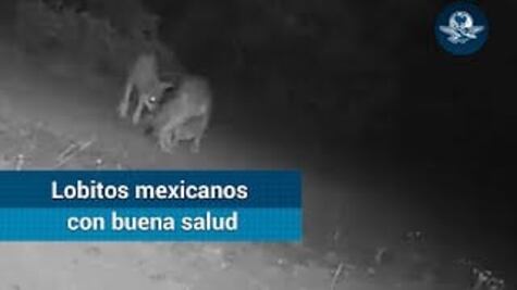 Captan a cachorros de lobo mexicano, especie catalogada extinta de forma silvestre