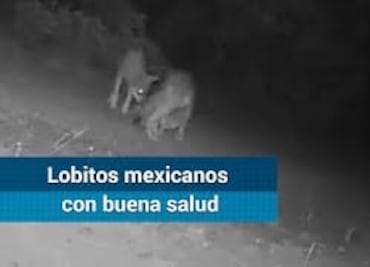 Captan a cachorros de lobo mexicano, especie catalogada extinta de forma silvestre