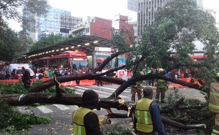 Árbol caído en Insurgentes interrumpe servicio de Metrobús