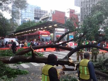 Árbol caído en Insurgentes interrumpe servicio de Metrobús