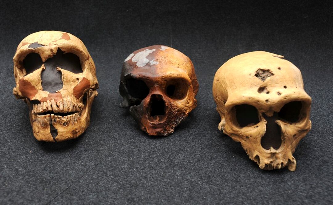 Los neandertales no eran como los pintaban