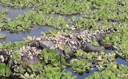 Muere cocodrilo atrapado en una llanta en Veracruz