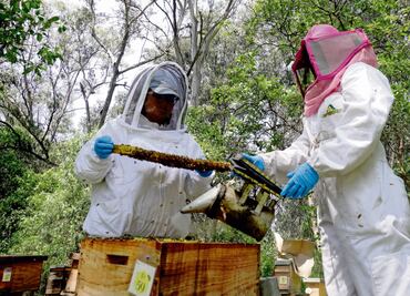 Las abejas también van al hospital; “si desaparecen también lo haremos nosotros”