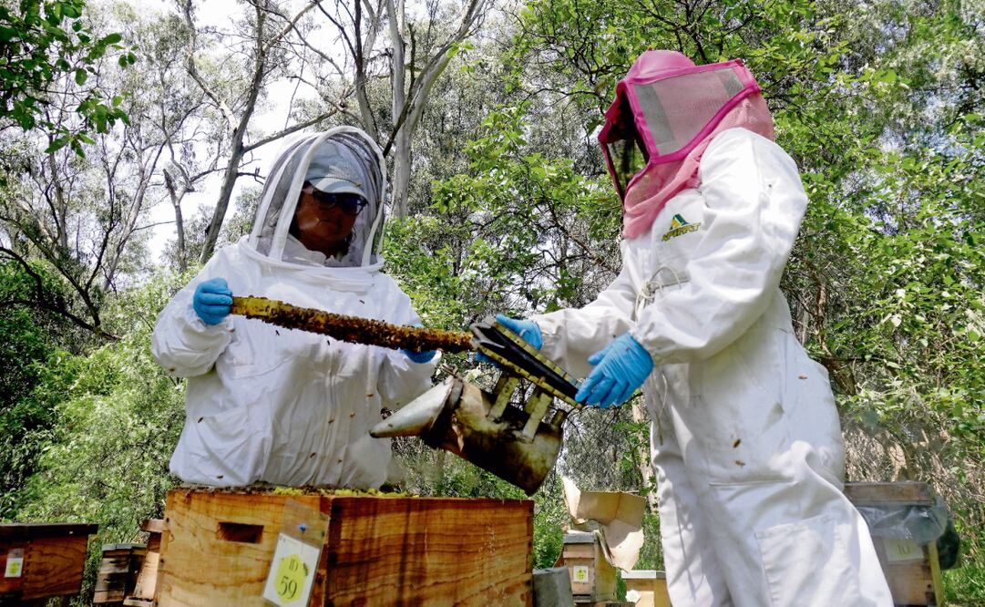 Una vez rehabilitadas en el hospital, las abejas son entregadas, sin costo, a apicultores urbanos registrados para seguir con su cuidado. Foto: Diego Prado / EL UNIVERSAL