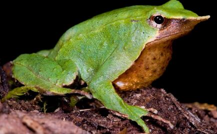 Quieren salvar de la extinción a la "Ranita Darwin"