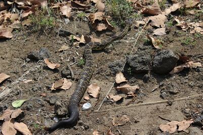 Hallan especies silvestres en bosque de Topilejo