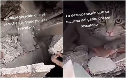 Rescatan a gatito atrapado entre los escombros tras sismo devastador en Turquía