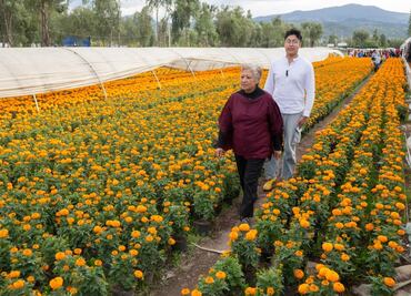 Invitan a comprar flor de cempasúchil en viveros de Xochimilco; “los productores necesitan el apoyo de todas y todos"