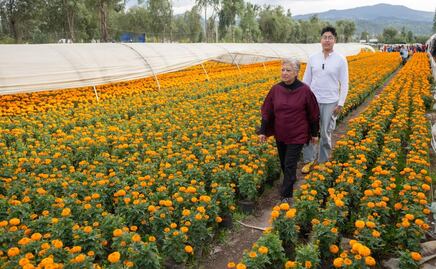 Invitan a comprar flor de cempasúchil en viveros de Xochimilco; “los productores necesitan el apoyo de todas y todos"