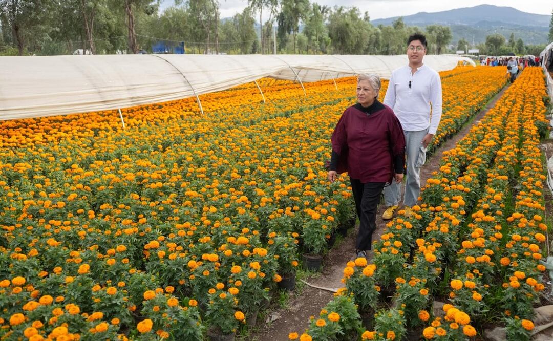 Invitan a comprar flor de cempasúchil en viveros de Xochimilco; “los productores necesitan el apoyo de todas y todos". Foto: Omar Díaz
