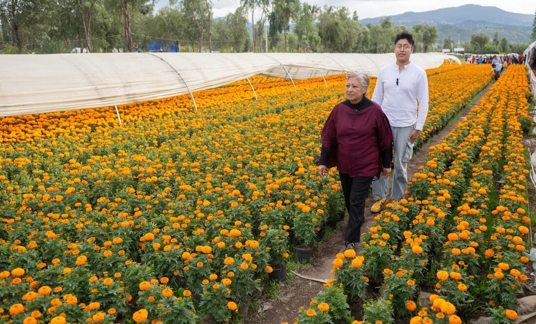 Invitan a comprar flor de cempasúchil en viveros de Xochimilco; “los productores necesitan el apoyo de todas y todos". Foto: Omar Díaz