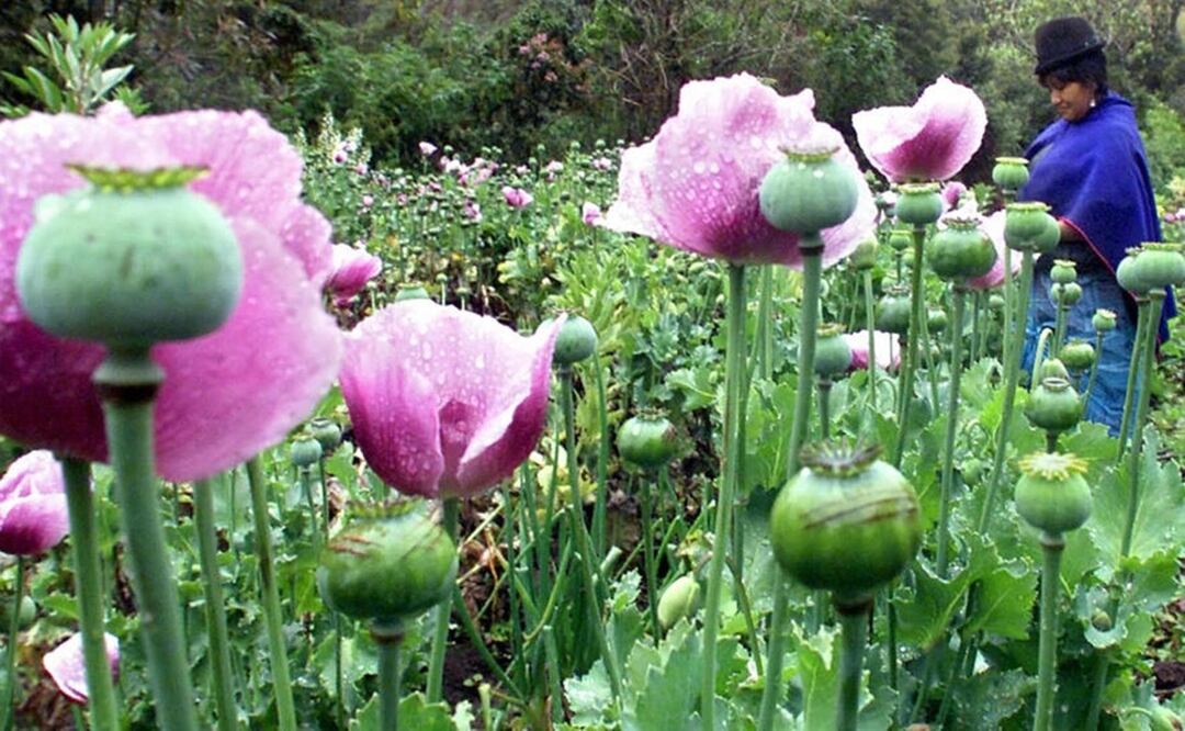 Una mujer indígena cultiva amapola el 18 de agosto de 2002 en Popayán, Colombia. Foto: AFP
