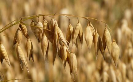 Aprende a hacer un exfoliante casero de avena para cutis graso