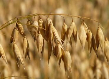 Aprende a hacer un exfoliante casero de avena para cutis graso