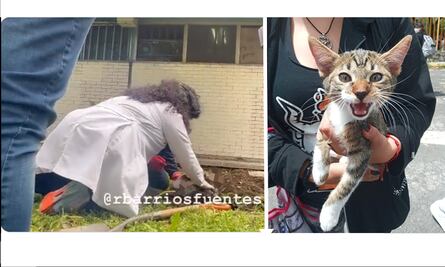 Fiscalía de la CDMX exhuma a Haru, gatito torturado y asesinado en CCH Vallejo, para indagar caso