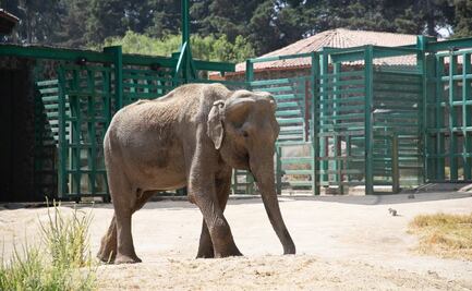Muere Tammy a los 64 años, la elefante asiática del Parque Ecológico Zacango