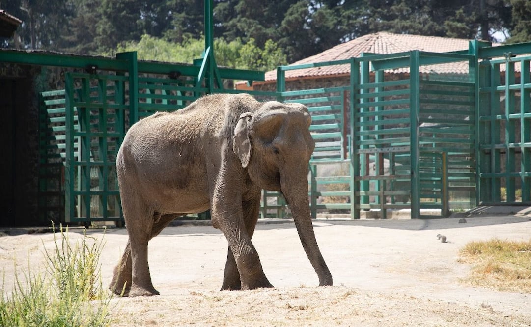 El ejemplar murió debido a diversos padecimientos relacionados con su avanzada edad