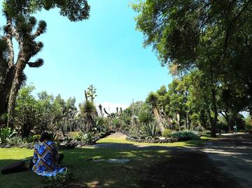 Cómo visitar el asombroso Jardín Botánico de la UNAM en la CDMX